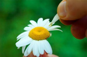loves-me-loves-me-not1