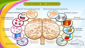 cerebro